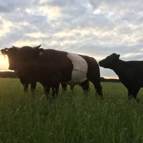 Puur Natuur Vleesdag